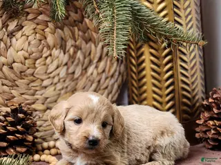 Goldendoodle dogs Katie - Ad 18