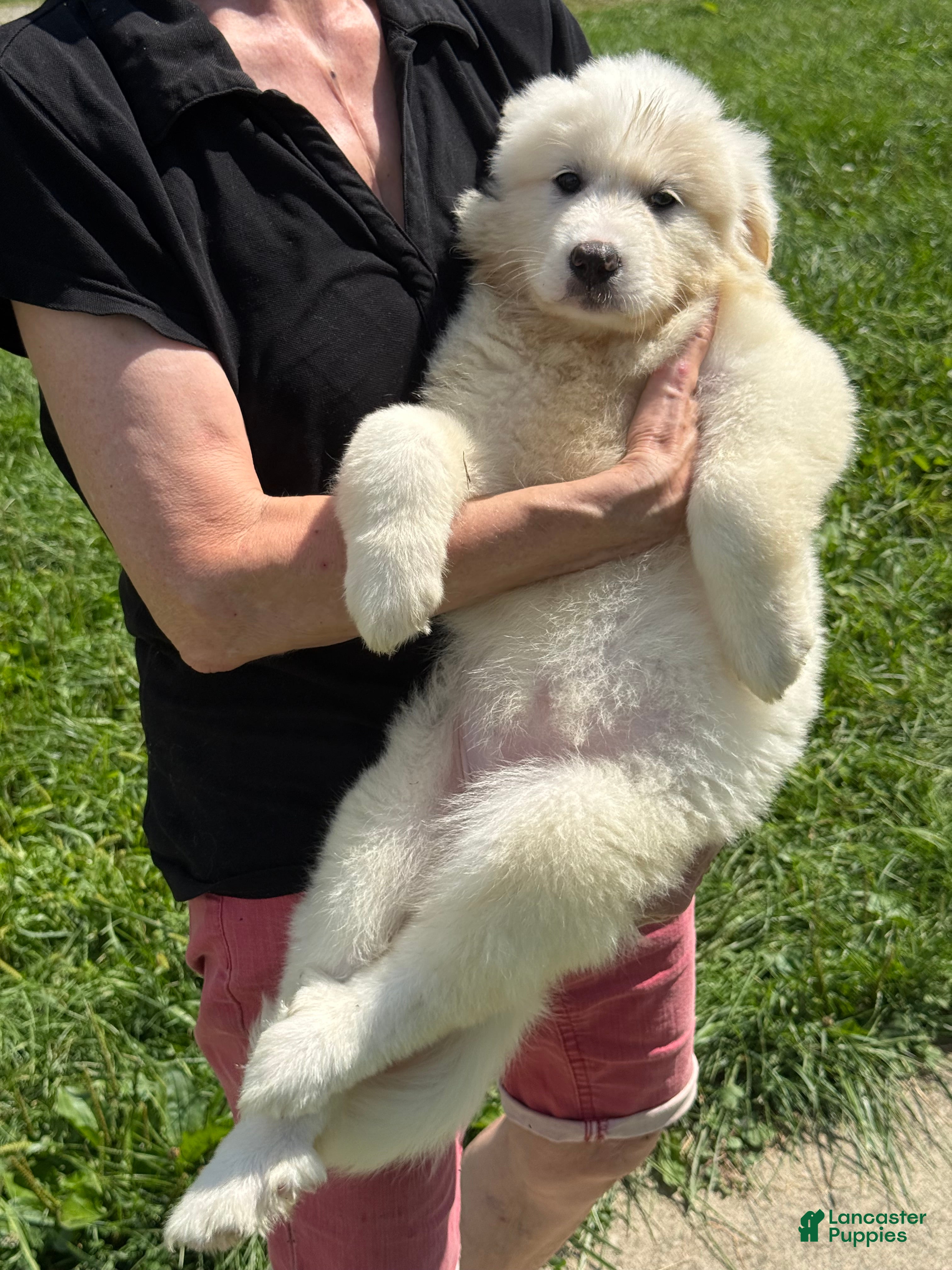 Great Pyrenees dogs Mrs Green  - Ad 12