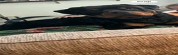 Rottweiler dogs for stud: Tank Smith II  - Ad 6