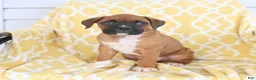 Boxer dogs for sale: Atlas - Ad 3