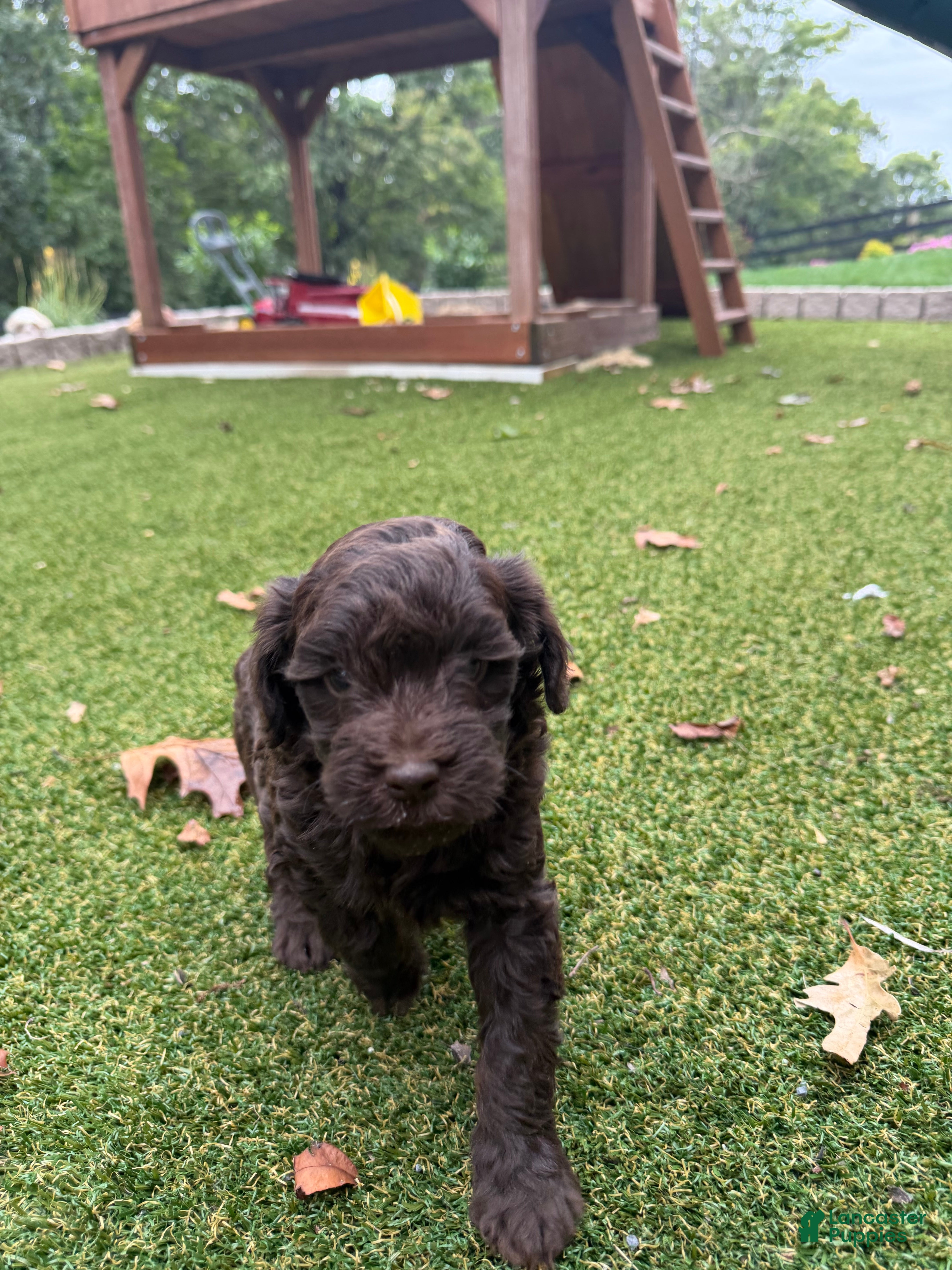 Aussiedoodle dogs Rocky - Ad 2
