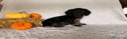 Miniature Dachshund dogs for sale: Matson - Ad 3