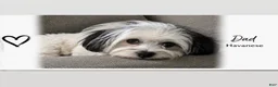 Mixed Breed dogs for sale: Dolce - Ad 8