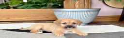 Mixed Breed dogs for sale: Larry - Ad 9