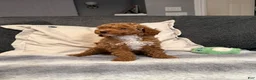 Mini Goldendoodle dogs for sale: Hailey - Ad 3