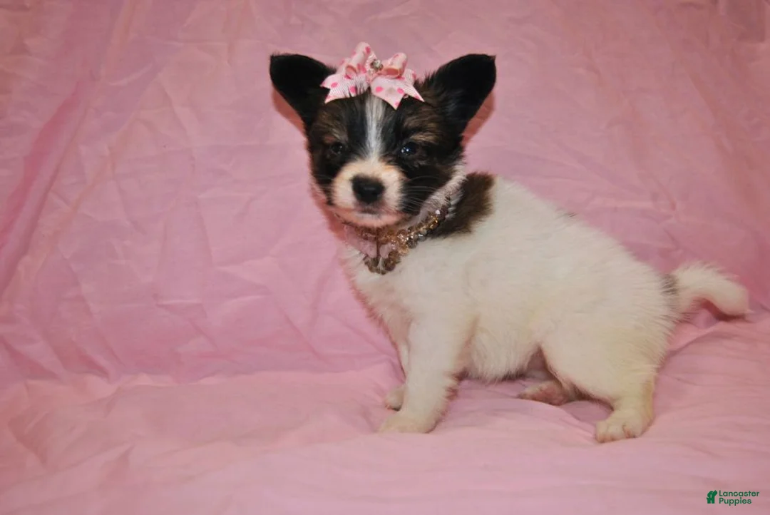 Papillon dogs for sale: Hannah  - Ad 2