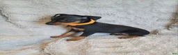 Miniature Pinscher dogs for sale: Patina  - Ad 4