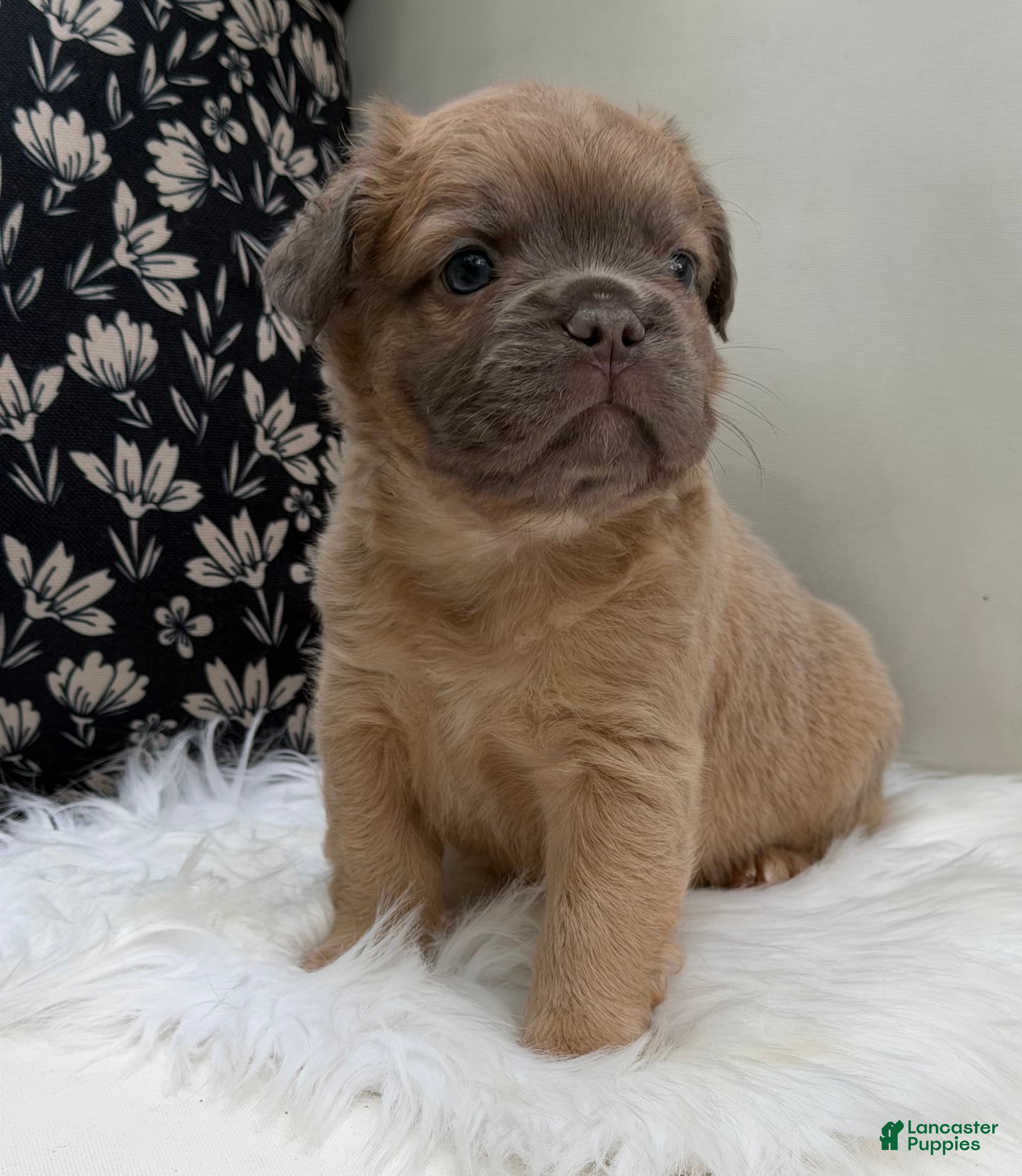 French Bulldog dogs Slate - Ad 2