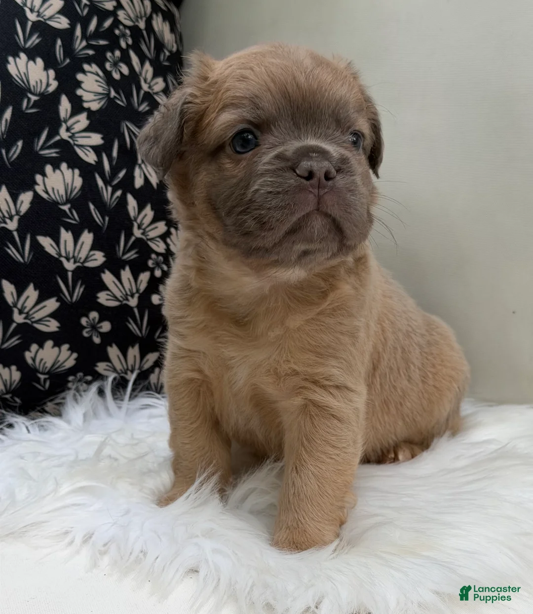 French Bulldog dogs for sale: Slate - Ad 2