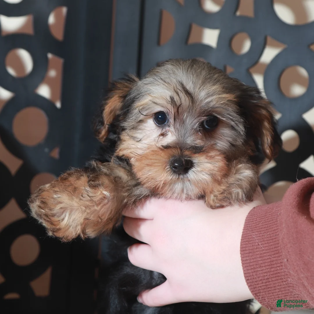 Yorkiepoo dogs for sale: Yorkiepoo Puppy Nala - Ad 4
