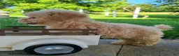 Bichpoo dogs for sale: Lincoln - Ad 5