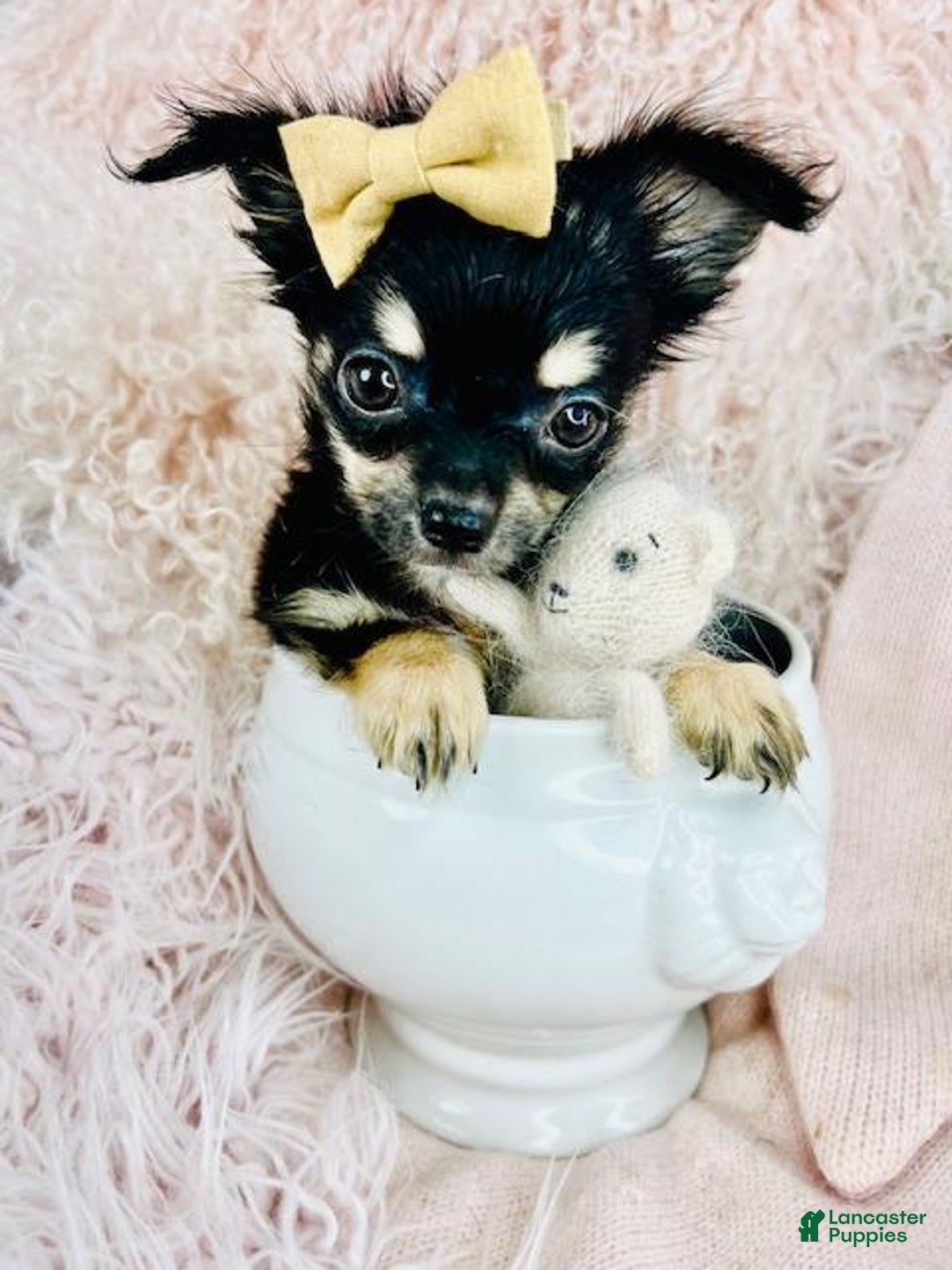Chihuahua dogs for sale: Chihuahua Puppy 3 - Ad 1