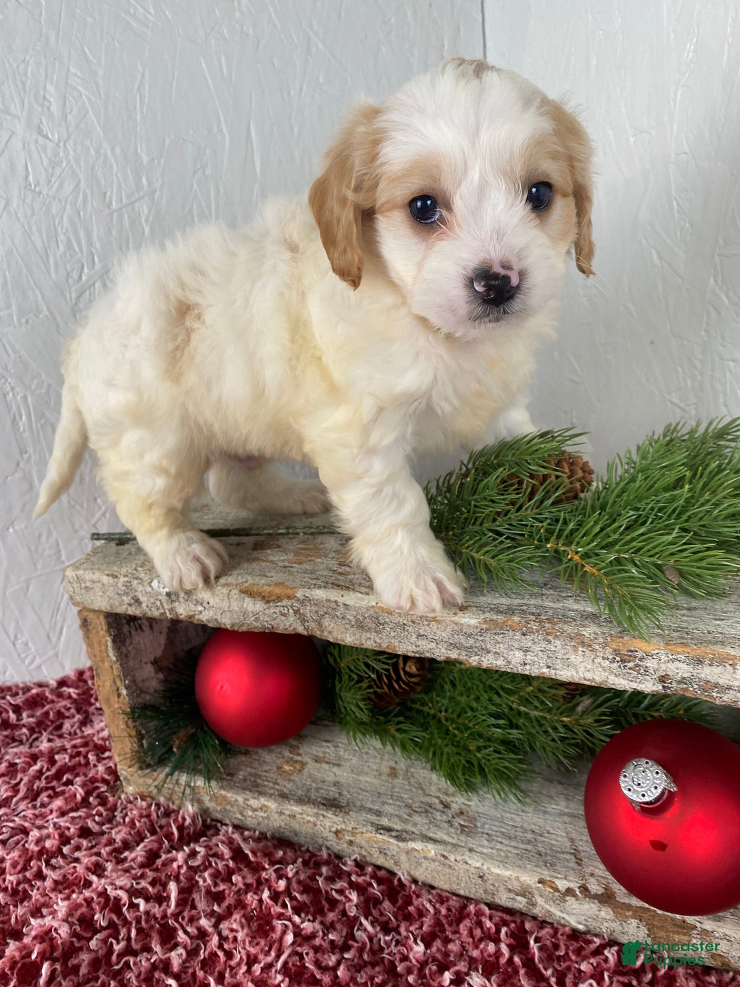 Cockapoo dogs for sale: Ace - Ad 15