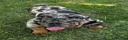 English Bulldog dogs for sale: English Bulldog 2 - Ad 4