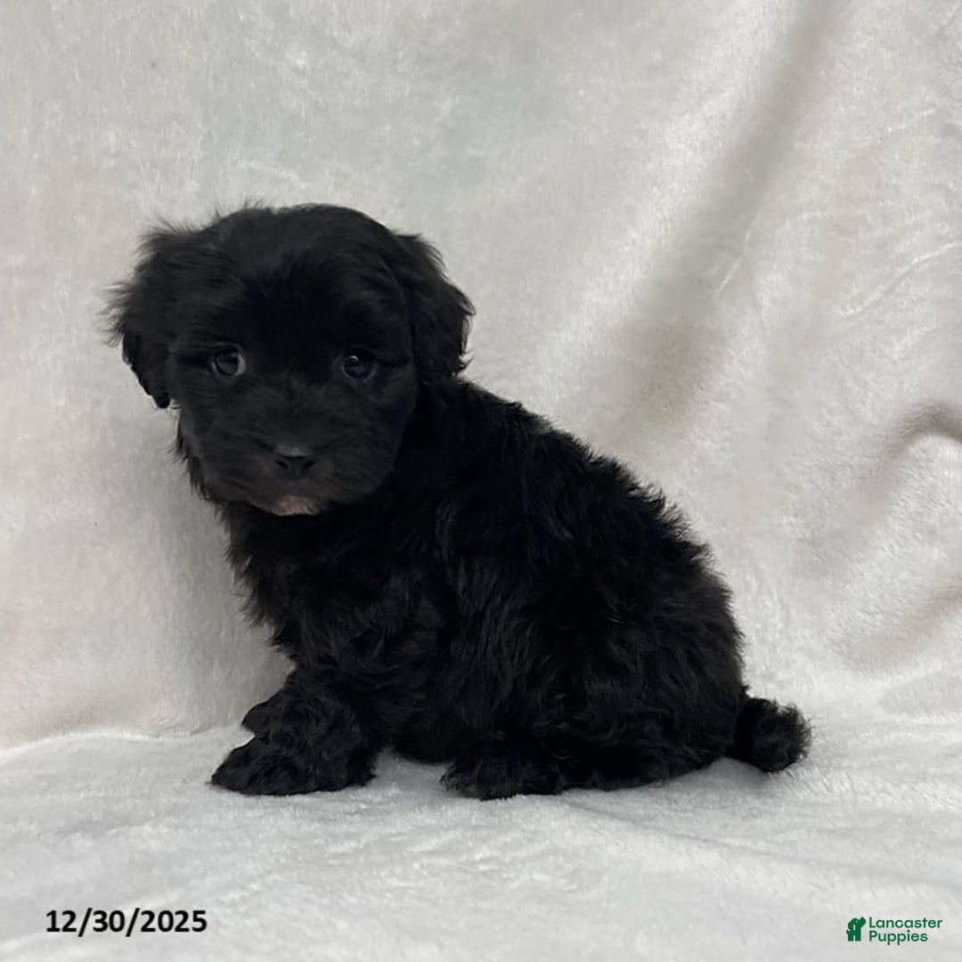 Maltipoo dogs for sale: Cuddles - Ad 2