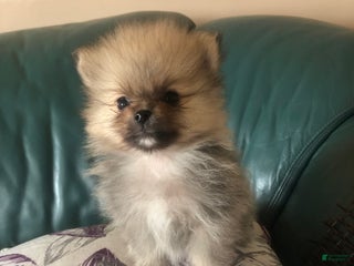 Pomeranian dogs Pomeranian Puppy 1 - Ad 20