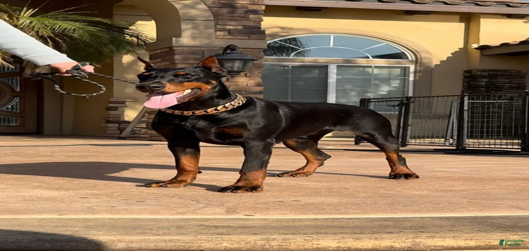 Gallery Image {{count}}