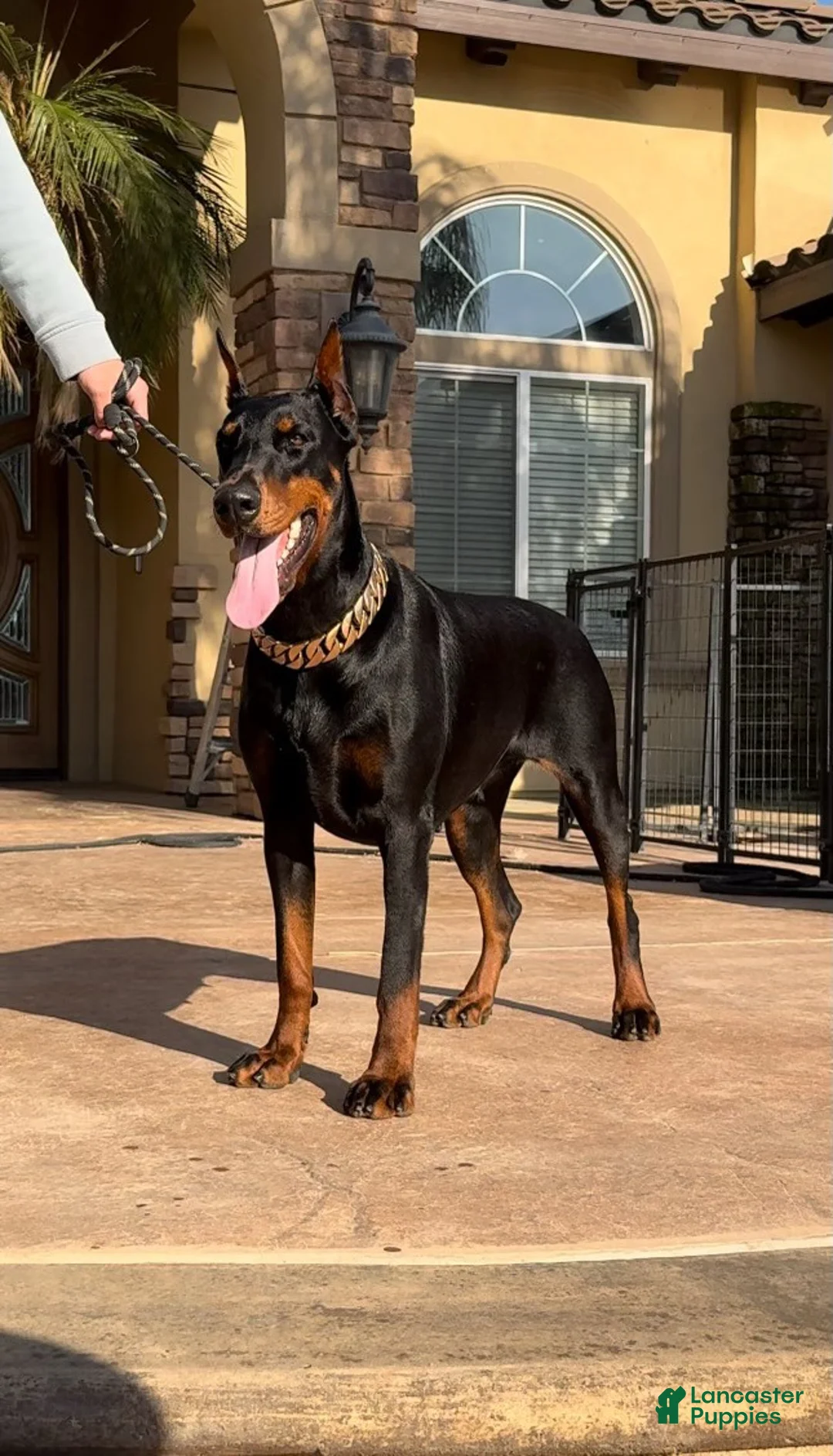 Gallery Image {{count}}