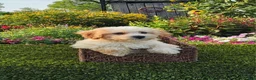 Havapoo dogs for sale: Ace - Ad 1