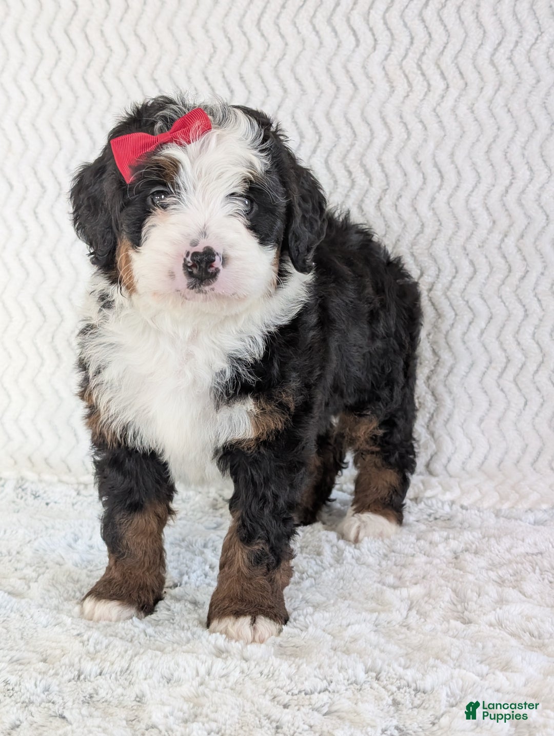 Mini Bernedoodle dogs for sale: Mini Jamie  - Ad 21