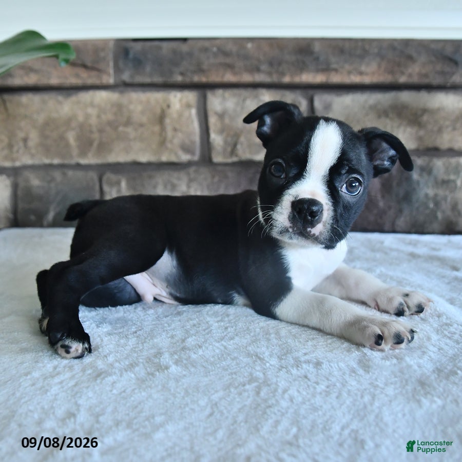 Boston Terrier dogs Casper - Ad 2