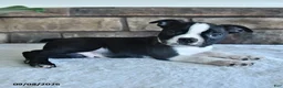 Boston Terrier dogs for sale: Casper - Ad 2