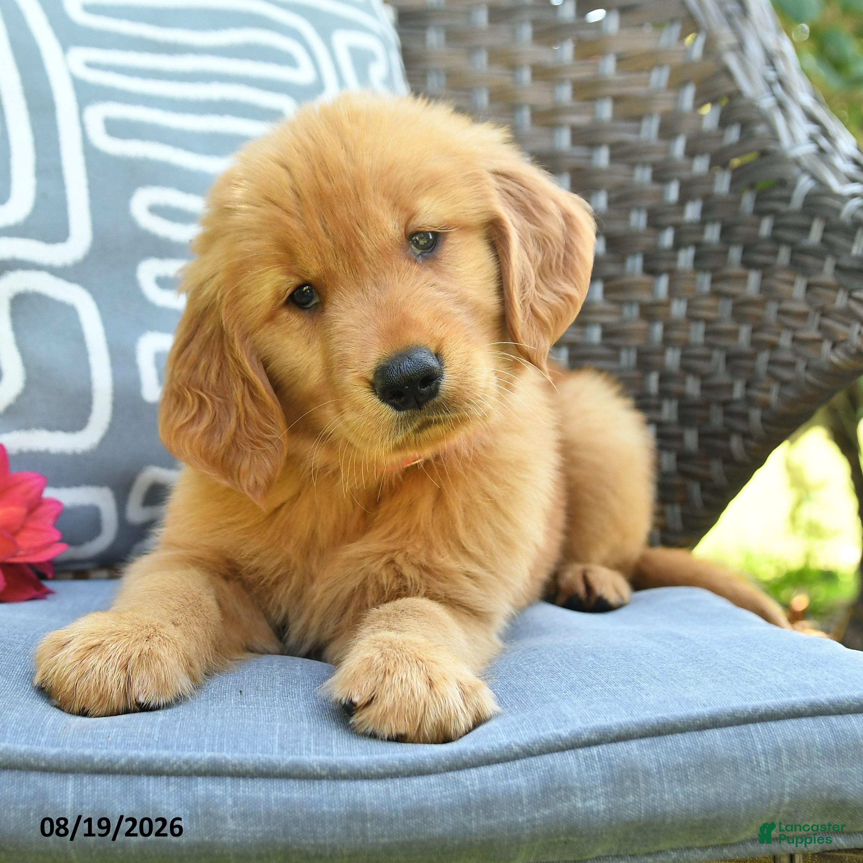 Golden Retriever dogs Mark - Ad 2