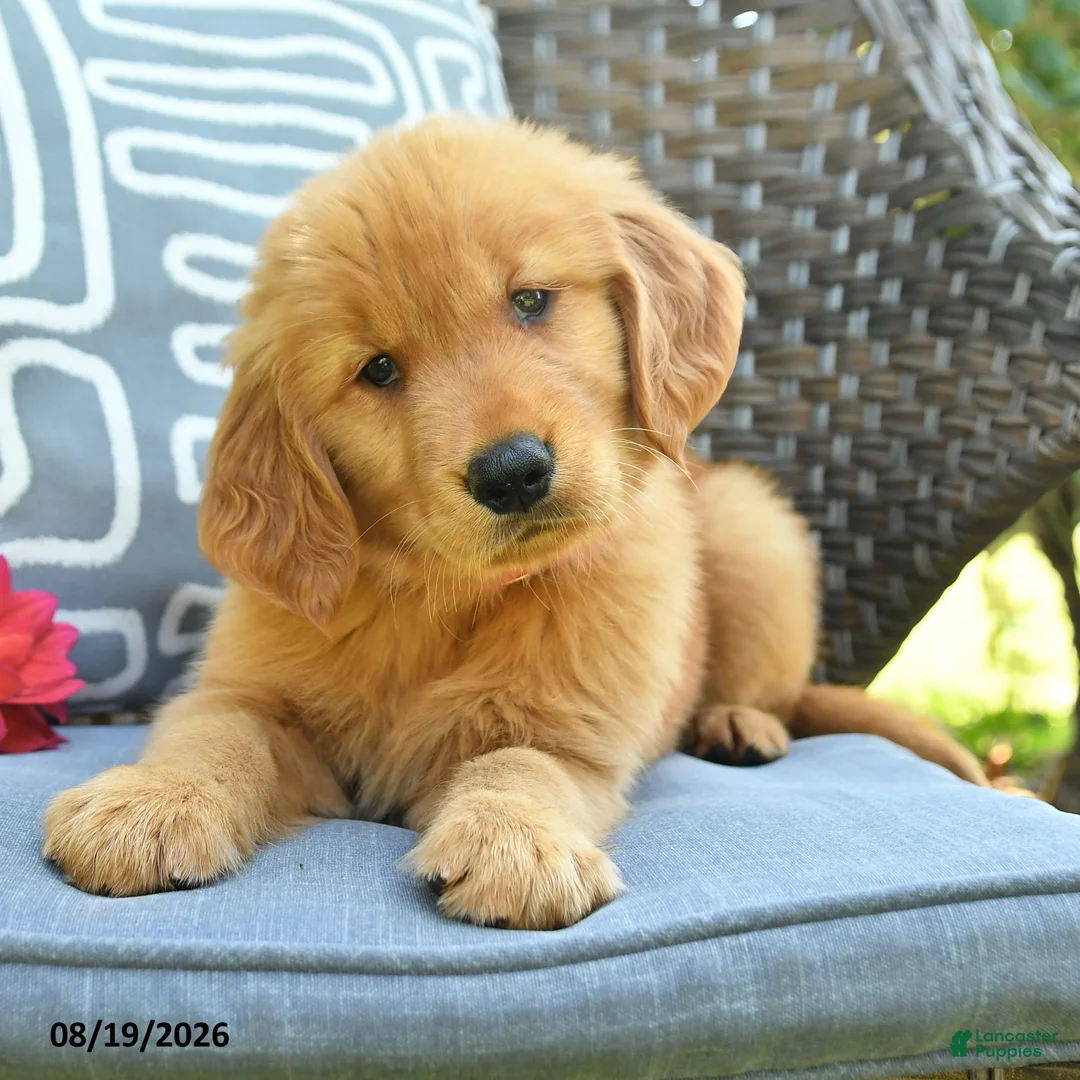 Golden Retriever dogs for sale: Mark - Ad 2