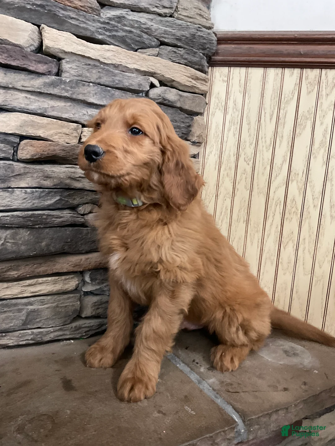 Goldendoodle dogs for sale: Curri - Ad 6
