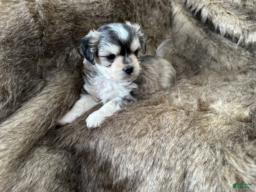 Mixed Breed dogs for sale: Ryan - Ad 1