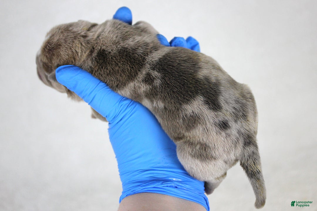 American Bully dogs for sale: Blue Fawn Merle Female - Ad 3