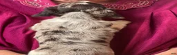 Miniature Dachshund dogs for sale:  LIL' PEPPERJACK - Ad 4