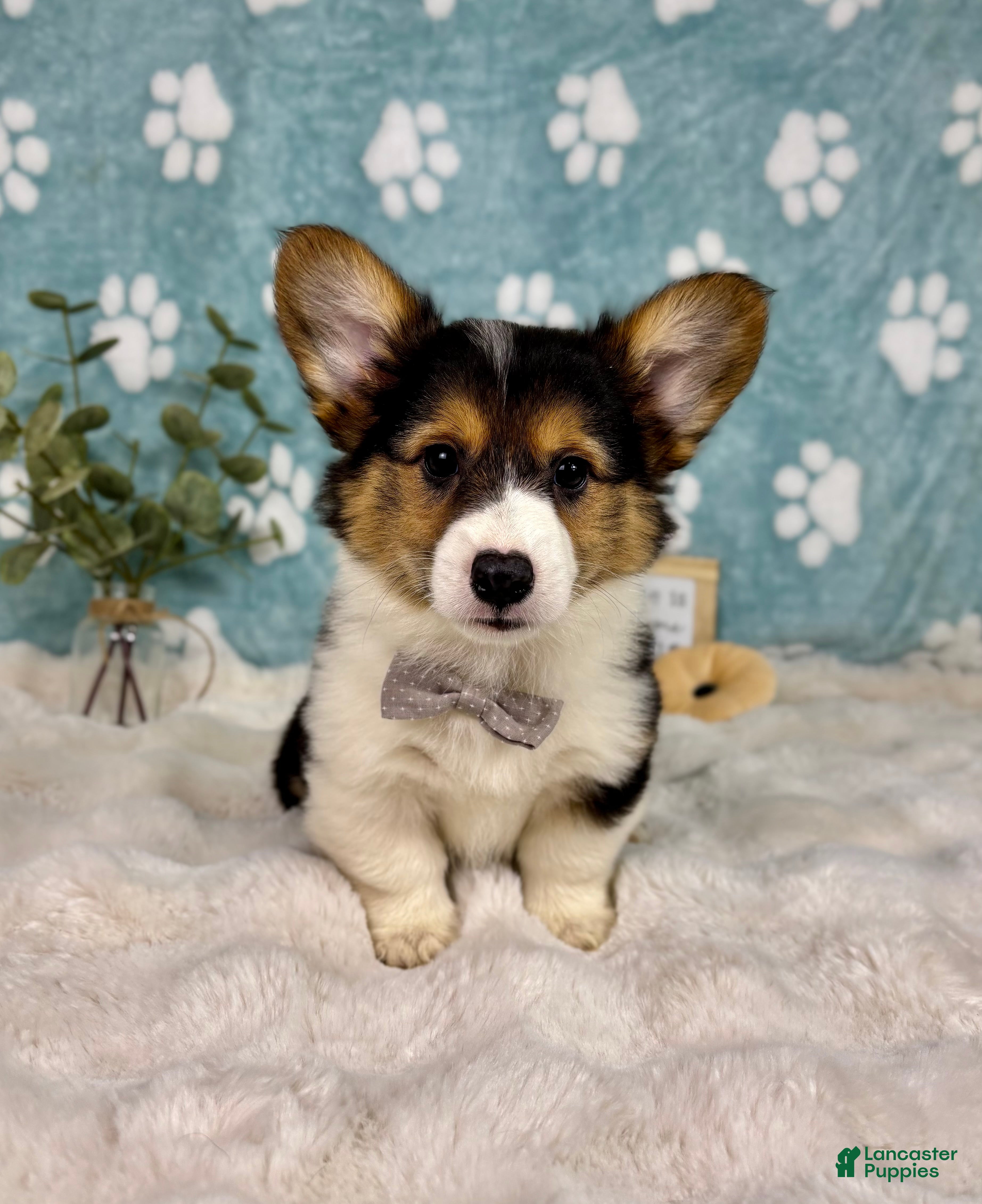Welsh Corgi Pembroke dogs Benny - Ad 42