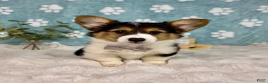 Benny