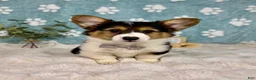 Welsh Corgi Pembroke dogs for sale: Benny - Ad 1