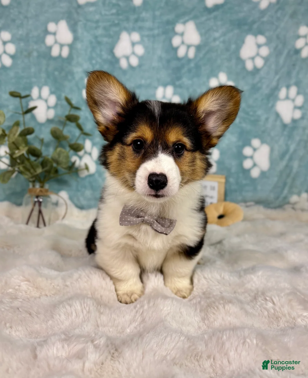 Welsh Corgi Pembroke dogs for sale: Benny - Ad 1