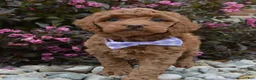 Mini Goldendoodle dogs for sale: Mini Georgia - Ad 21