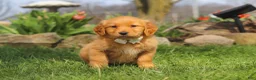 Golden Retriever dogs for sale: Hazel - Ad 4