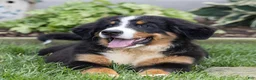 Bernese Mountain Dog dogs for sale: Brady (Genetically Clear) Bernese Mountain Dog  - Ad 1