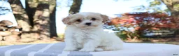 Cavapoo dogs for sale: Autuma  - Ad 7