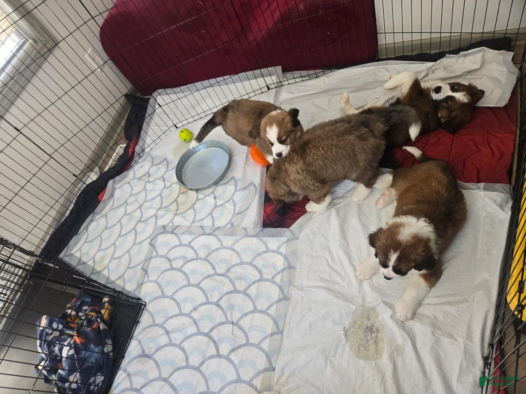 Mixed Breed dogs for sale: Zues - Ad 45