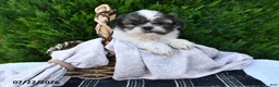 Shih Tzu dogs for sale: Spotty - Ad 1