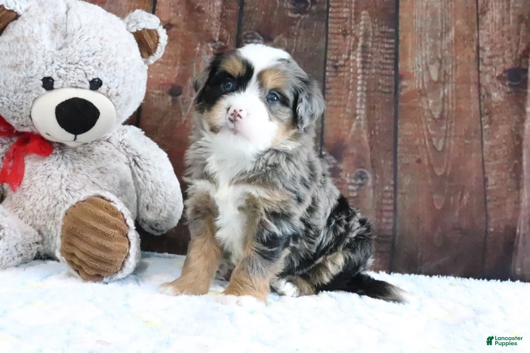 Mini Bernedoodle dogs for sale: Justin - Ad 1