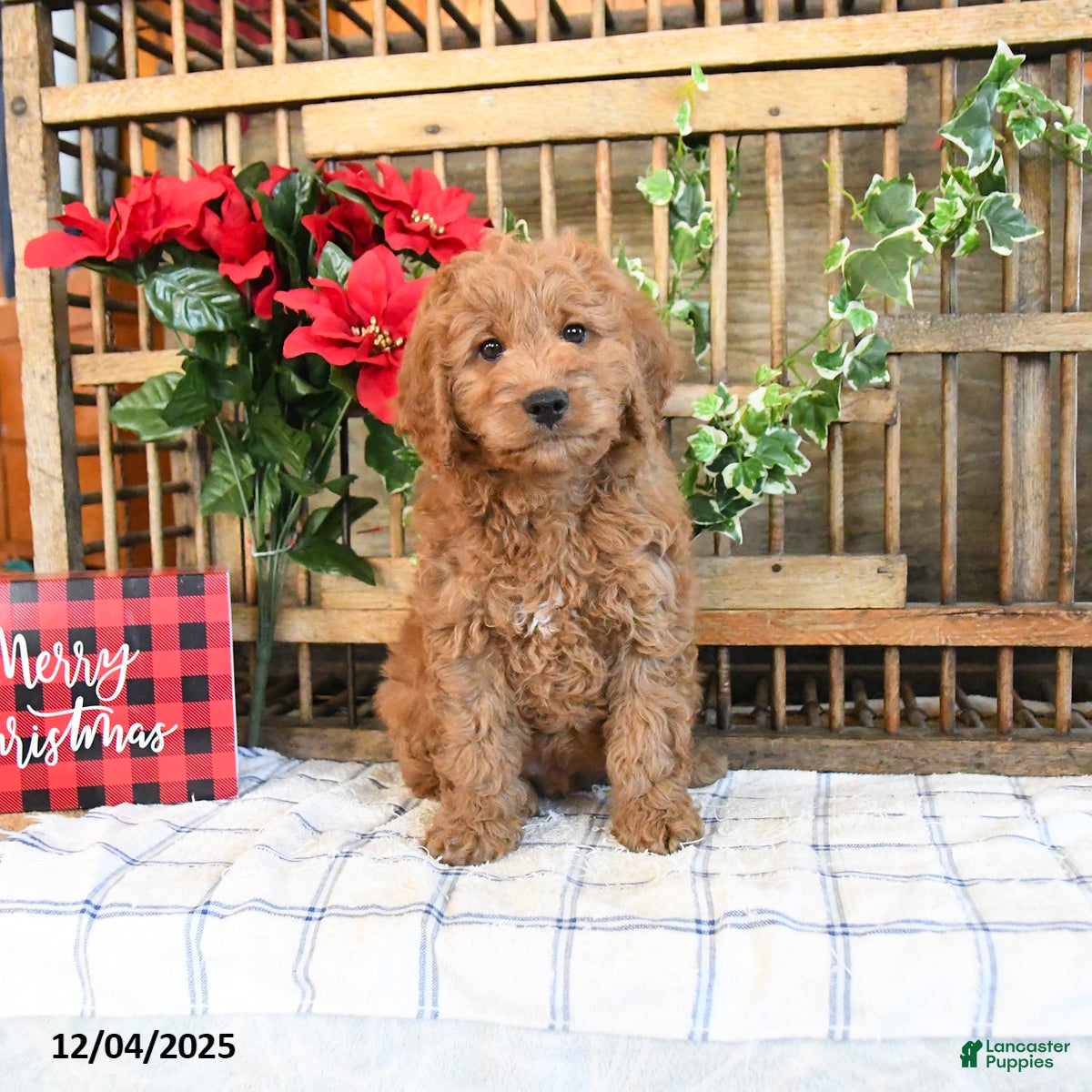 Mini Goldendoodle dogs Kody  - Ad 2