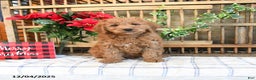 Mini Goldendoodle dogs for sale: Kody  - Ad 1