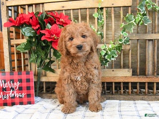 Mini Goldendoodle dogs Kody - Ad 11