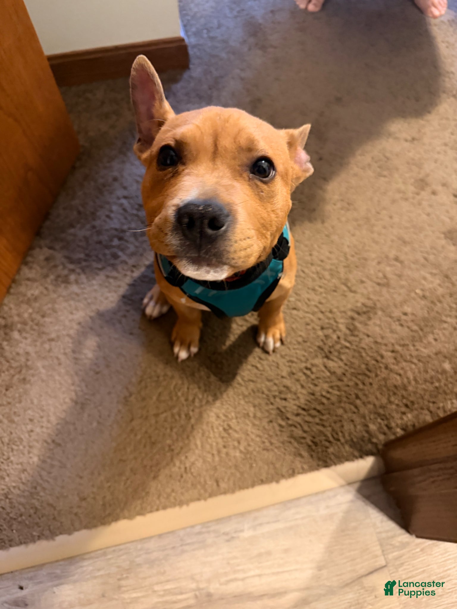 American Pit Bull Terrier dogs American Pit Bull Terrier Puppy 1 - Ad 2