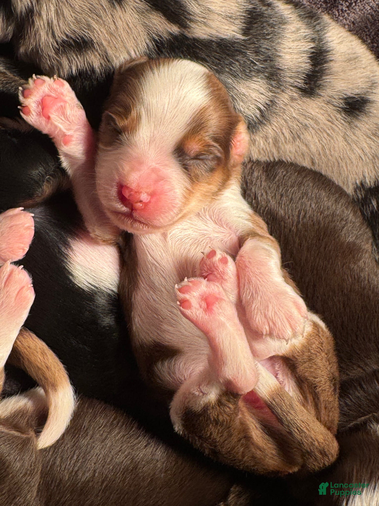 Mixed Breed dogs Australian Mountain Doodle Wilbur  - Ad 1