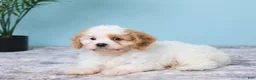 Cavapoo dogs for sale: Lexi - Ad 5