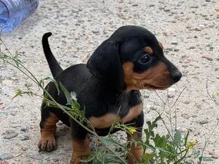 Miniature Dachshund dogs Miniature Dachshund Puppy 4 - Ad 3